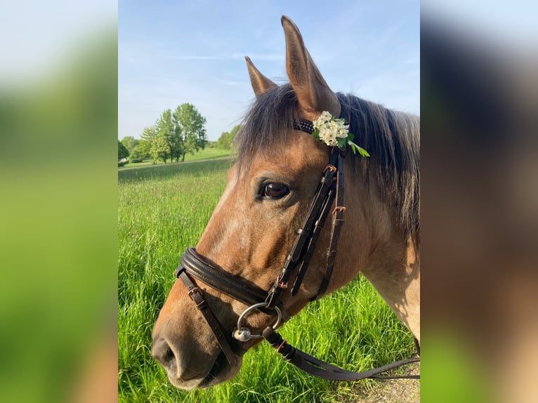 Appaloosa Mix Mare 9 years 13,2 hh Leopard-Piebald in Arnsberg