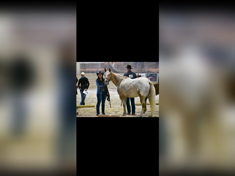 Appaloosa Mare 9 years 14.1 hh  in Maribor