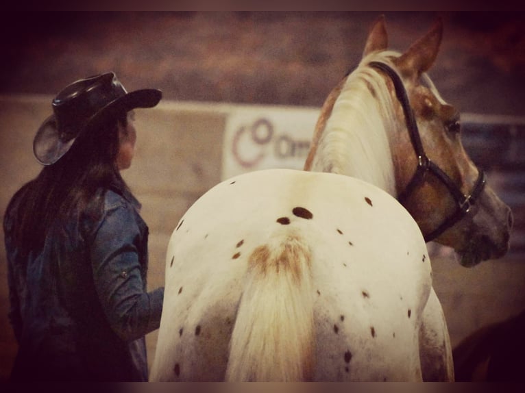 Appaloosa Mare 9 years 14.1 hh  in Sveta Ana