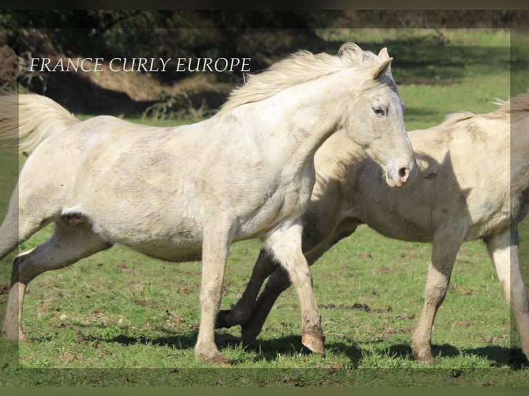 Appaloosa Mare 9 years 14,2 hh Palomino in france