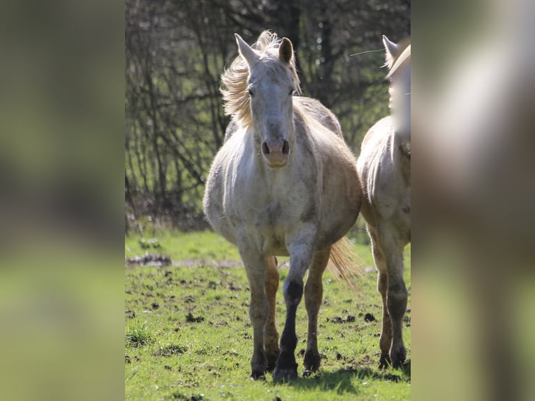 Appaloosa Mare 9 years 14,2 hh Palomino in france