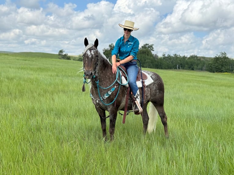 Appaloosa Mare 9 years 14.3 hh Brown in Fishtail MT