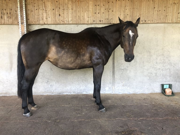 Appaloosa Mix Mare 9 years 14,2 hh Bay-Dark in Sinn