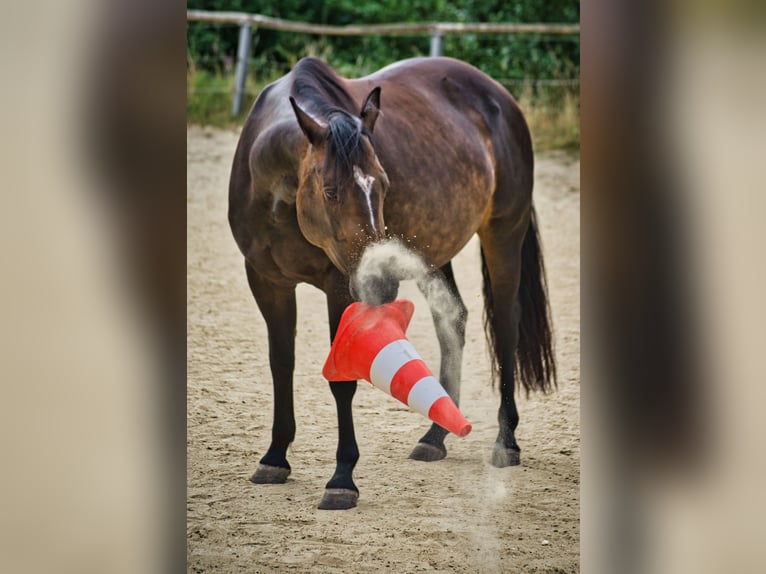 Appaloosa Mix Mare 9 years 14,2 hh Bay-Dark in Sinn