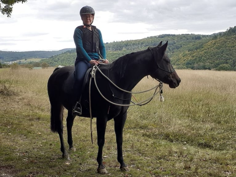 Appaloosa Mix Mare 9 years 14,2 hh Bay-Dark in Sinn