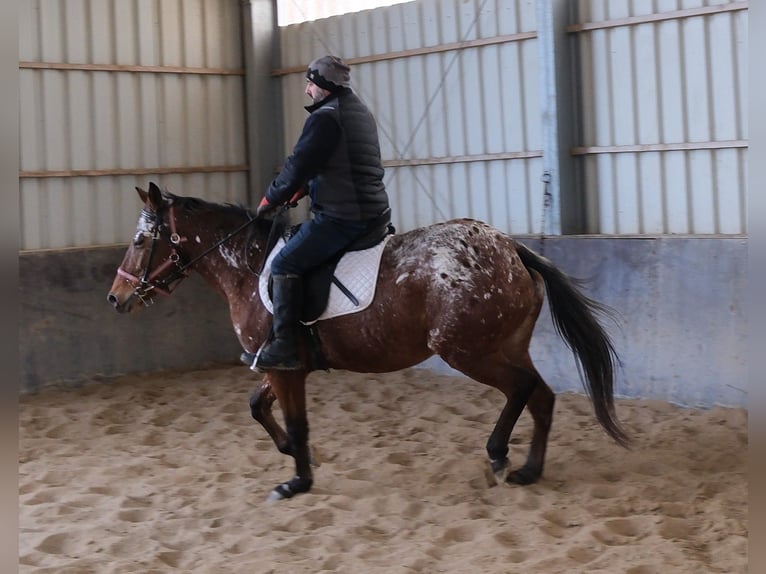 Appaloosa Mare 9 years 14,3 hh Leopard-Piebald in Buttstädt