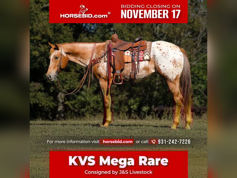 Appaloosa Mare 9 years 15,1 hh Chestnut in Santa Fe