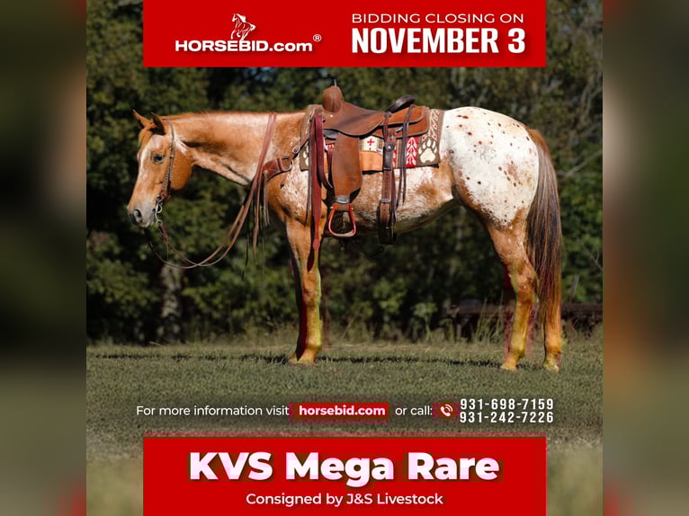 Appaloosa Mare 9 years 15,1 hh Chestnut in Santa Fe