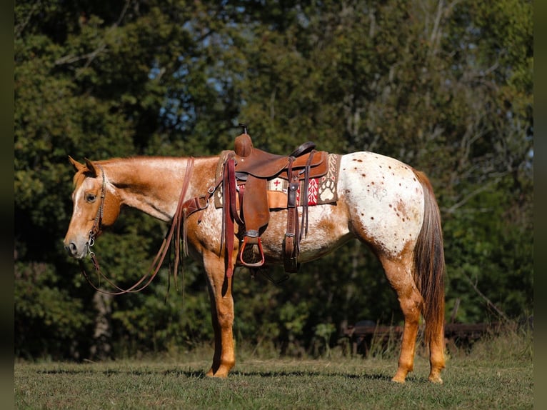 Appaloosa Mare 9 years 15,1 hh Chestnut in Santa Fe