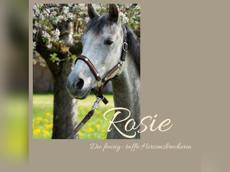 Appaloosa Mare 9 years 15,1 hh Grey-Dapple in Riedlkam