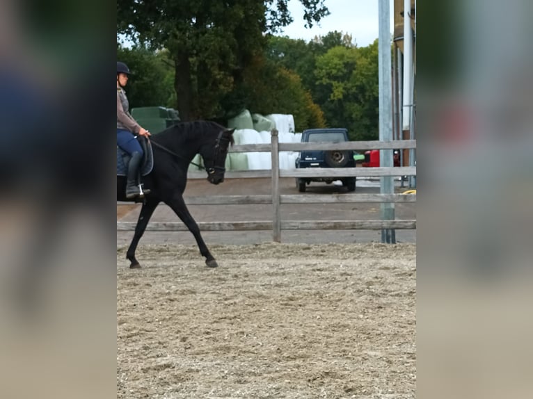 Appaloosa Mix Mare 9 years 16 hh Black in Nijlen