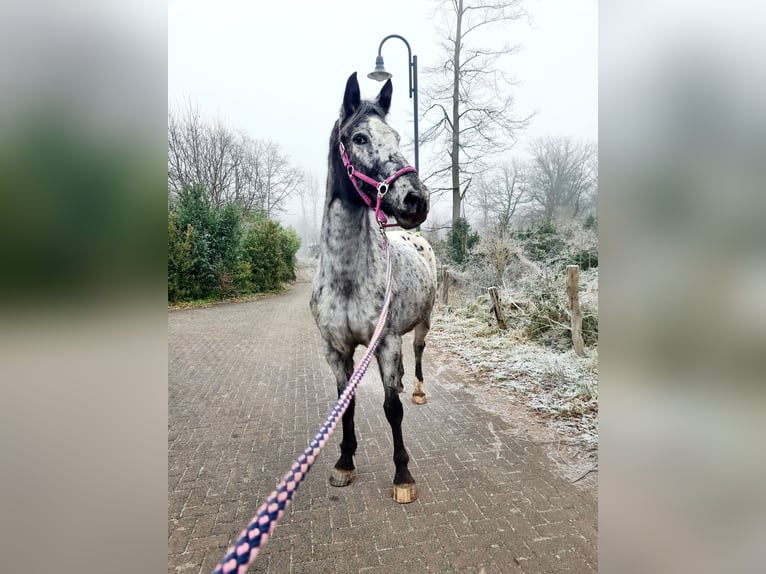 Appaloosa Mix Mare 9 years 16 hh Leopard-Piebald in Königswinter