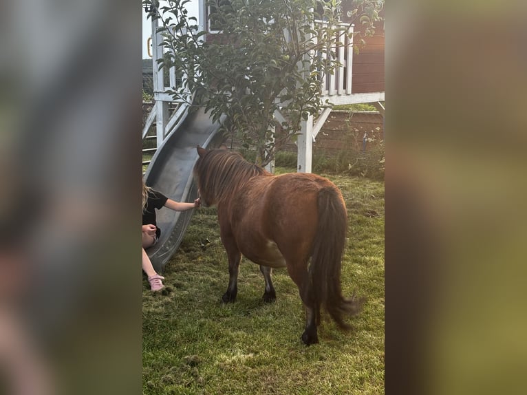 Appaloosa Mare 9 years 8,1 hh Brown in Jarmen