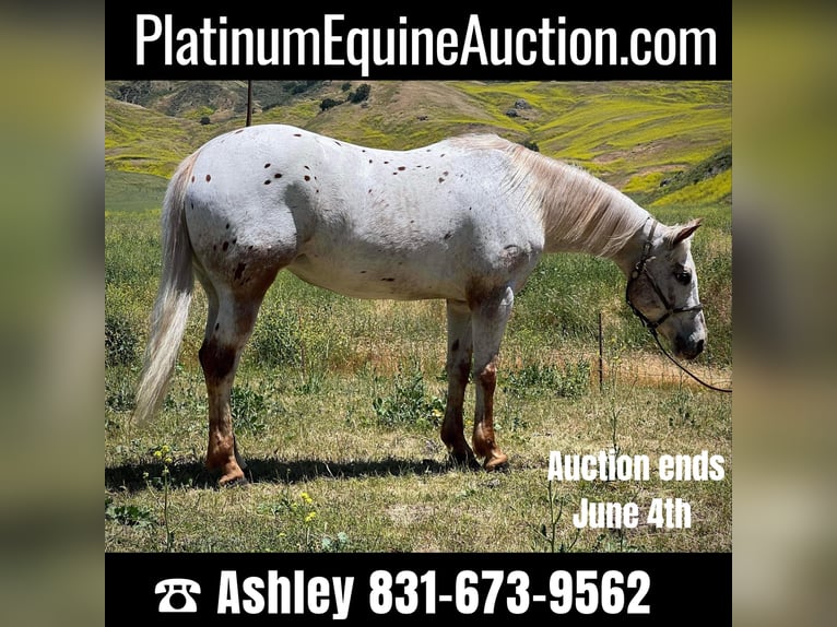 Appaloosa Mare 9 years in Paicines CA