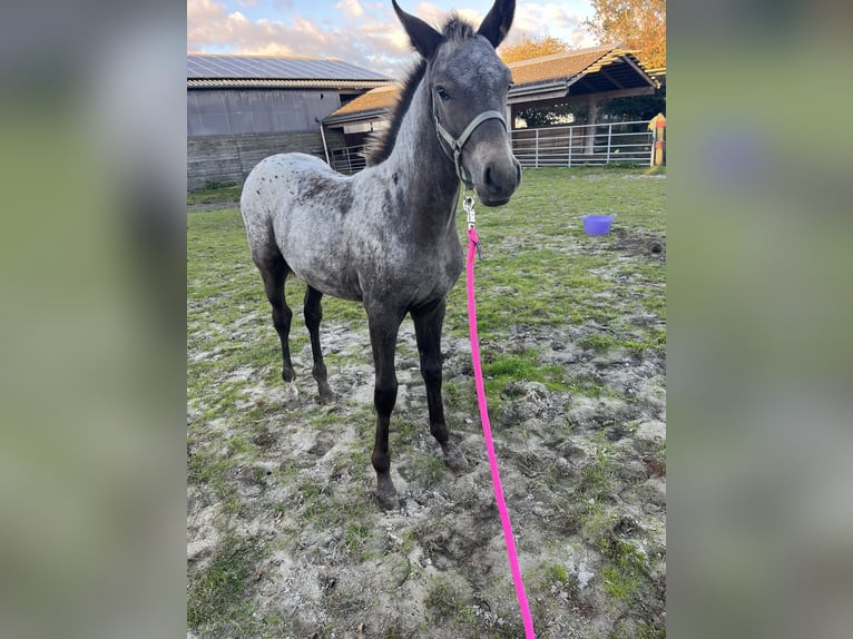 Appaloosa Mix Mare Foal (06/2025) 12,1 hh in Tetenb&#xFC;ll