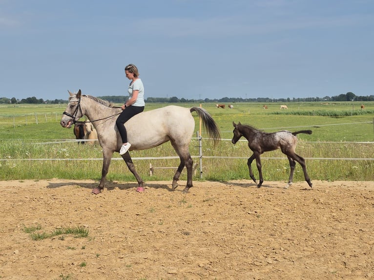 Appaloosa Mix Mare Foal (06/2025) 12,1 hh in Tetenb&#xFC;ll