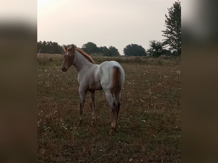 Appaloosa Mare Foal (01/2024) 14,2 hh Roan-Red in Skurup