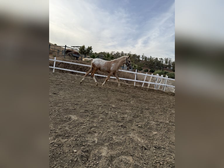 Appaloosa Mare Foal (04/2025) 14,1 hh Pearl in Malaga