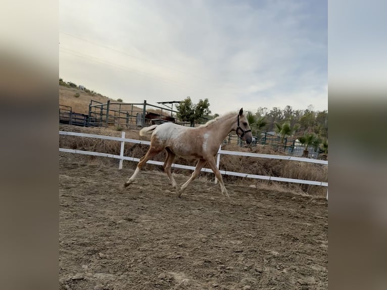 Appaloosa Mare Foal (04/2025) 14,1 hh Pearl in Malaga