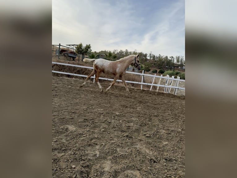 Appaloosa Mare Foal (04/2025) 14,1 hh Pearl in Malaga