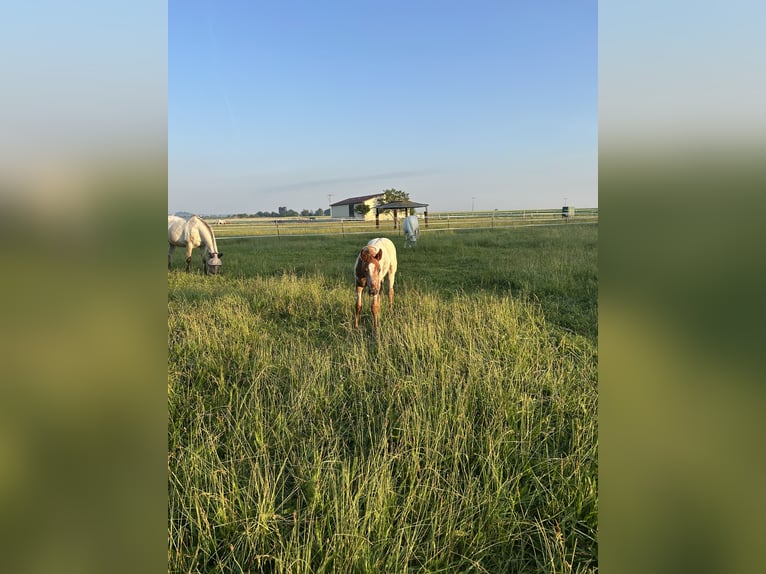 Appaloosa Mare  14,2 hh Chestnut-Red in Wallerstein