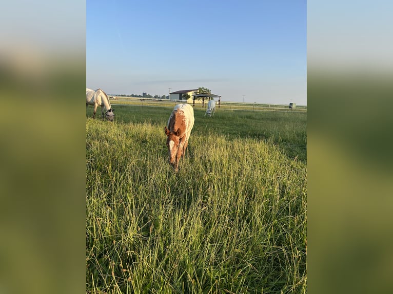 Appaloosa Mare  14,2 hh Chestnut-Red in Wallerstein