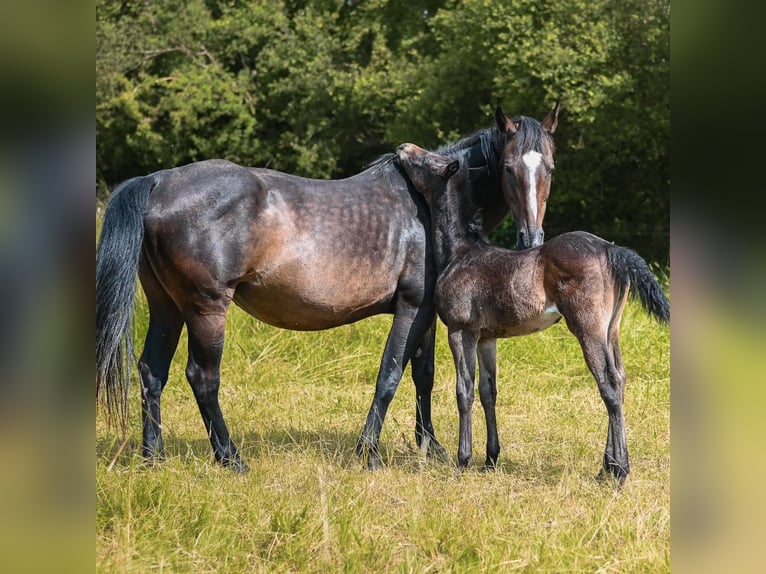 Appaloosa Mare Foal (04/2024) 15,1 hh Bay-Dark in Münchweiler an der Alsenz