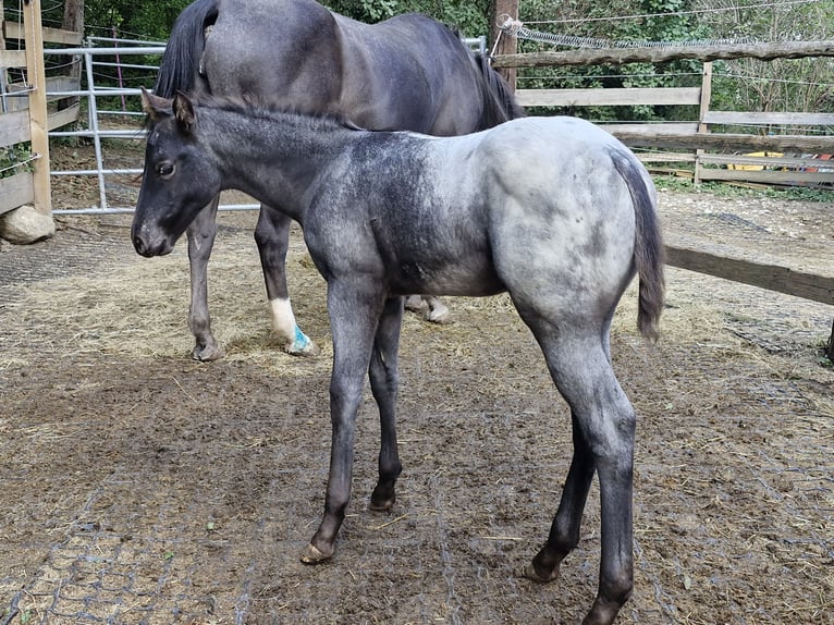 Appaloosa Mare Foal (07/2024) 15,1 hh Black in Ternitz