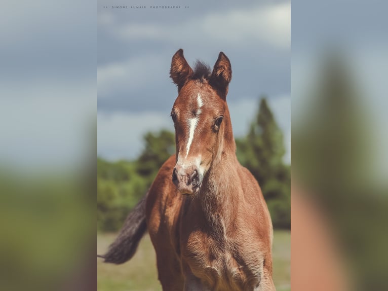 Appaloosa Mare Foal (06/2024) 15,1 hh Brown in St. Marien