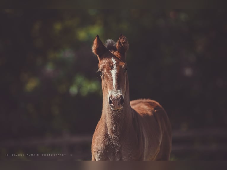 Appaloosa Mare Foal (06/2024) 15,1 hh Brown in St. Marien