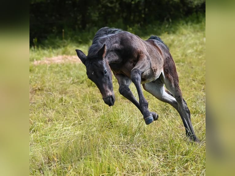 Appaloosa Mare Foal (04/2024) 15,1 hh Brown in Münchweiler an der Alsenz