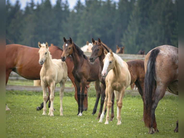 Appaloosa Mare Foal (04/2024) 15,1 hh Chestnut in Vohenstrauß