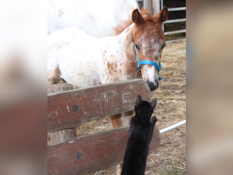 Appaloosa Mix Mare Foal (05/2024) 15,1 hh Leopard-Piebald in Miehlen