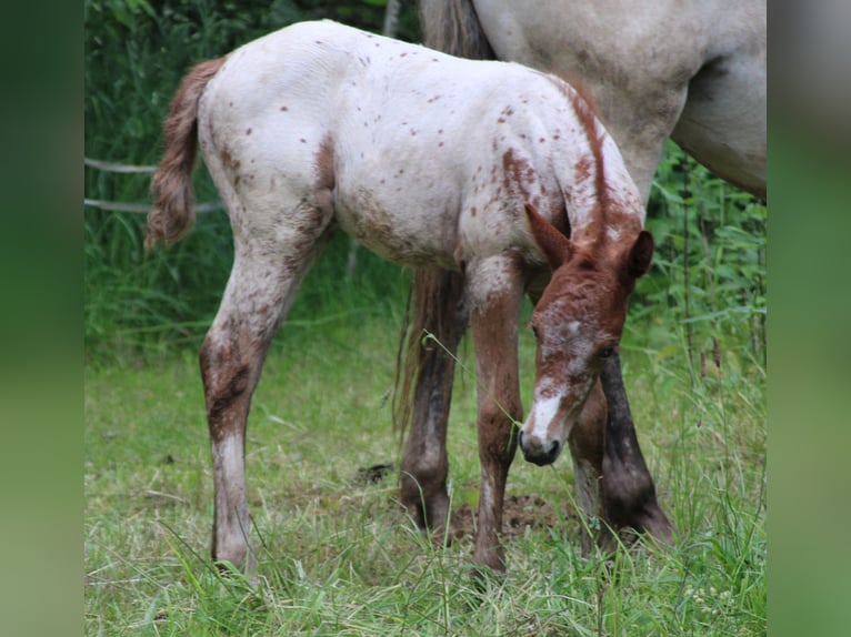 Appaloosa Mix Mare Foal (05/2024) 15,1 hh Leopard-Piebald in Miehlen