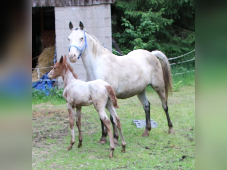 Appaloosa Mix Mare Foal (05/2024) 15,1 hh Leopard-Piebald in Miehlen