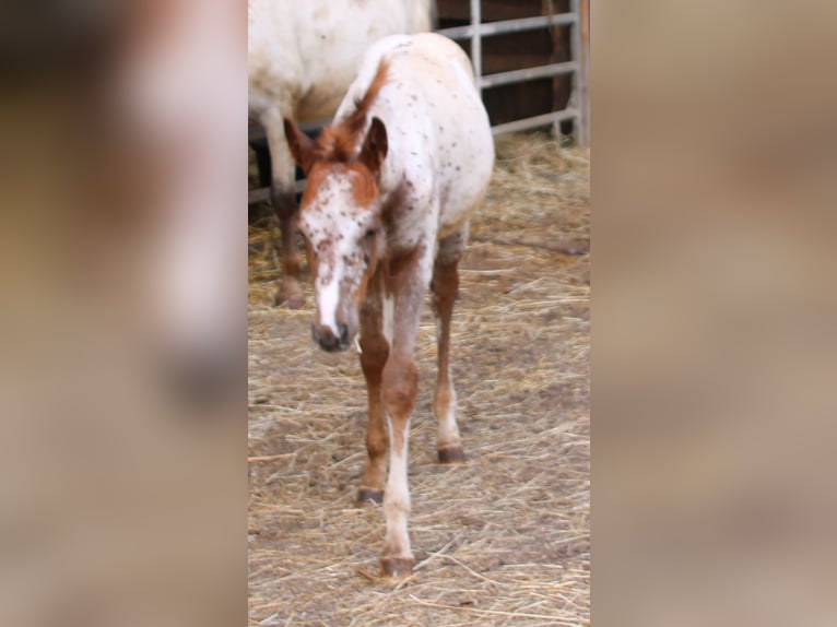 Appaloosa Mix Mare Foal (05/2024) 15,1 hh Leopard-Piebald in Miehlen