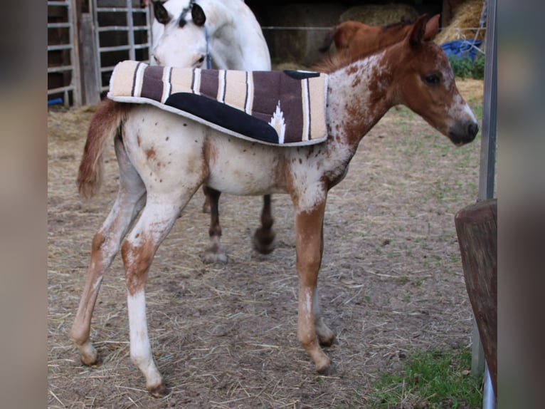 Appaloosa Mix Mare Foal (05/2024) 15,1 hh Leopard-Piebald in Miehlen