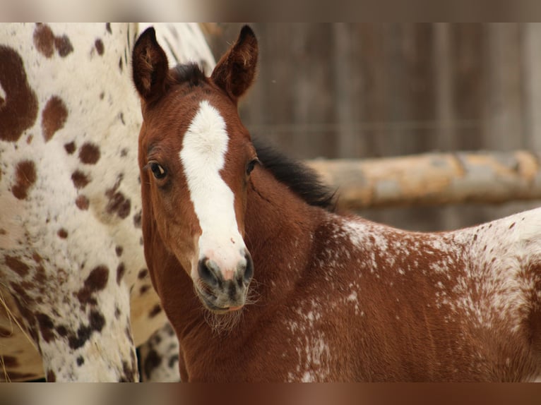 Appaloosa Mare Foal (03/2026) 15.1 hh Leopard-Piebald in Globoko