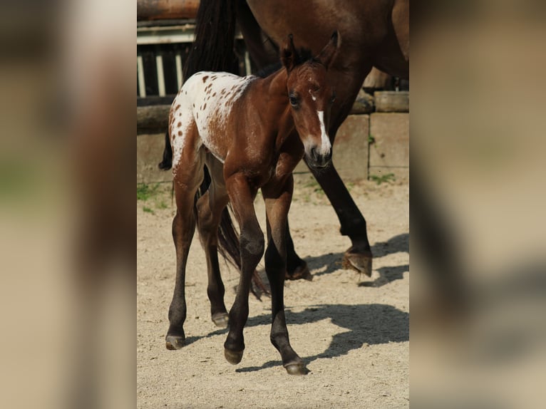 Appaloosa Mare Foal (05/2026) 15.1 hh Leopard-Piebald in Globoko