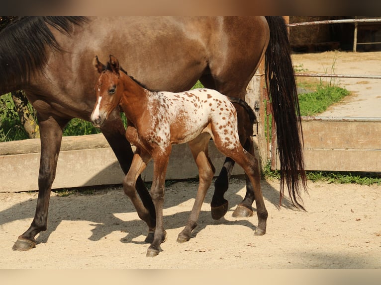 Appaloosa Mare Foal (05/2026) 15.1 hh Leopard-Piebald in Globoko