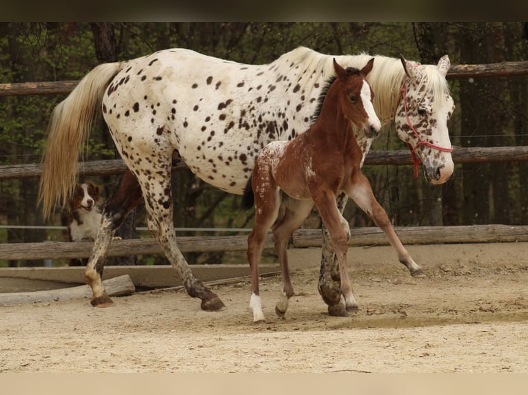 Appaloosa Mare Foal (03/2026) 15.1 hh Leopard-Piebald in Globoko