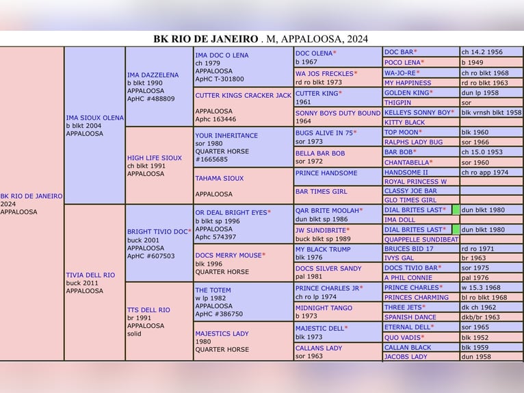 Appaloosa Mare Foal (04/2024) 15,1 hh Overo-all-colors in Pappenheim