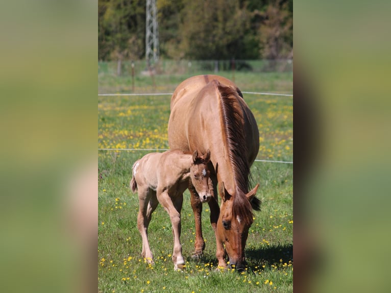 Appaloosa Mare Foal (04/2026) 15.1 hh  in Neuhausen/Spree