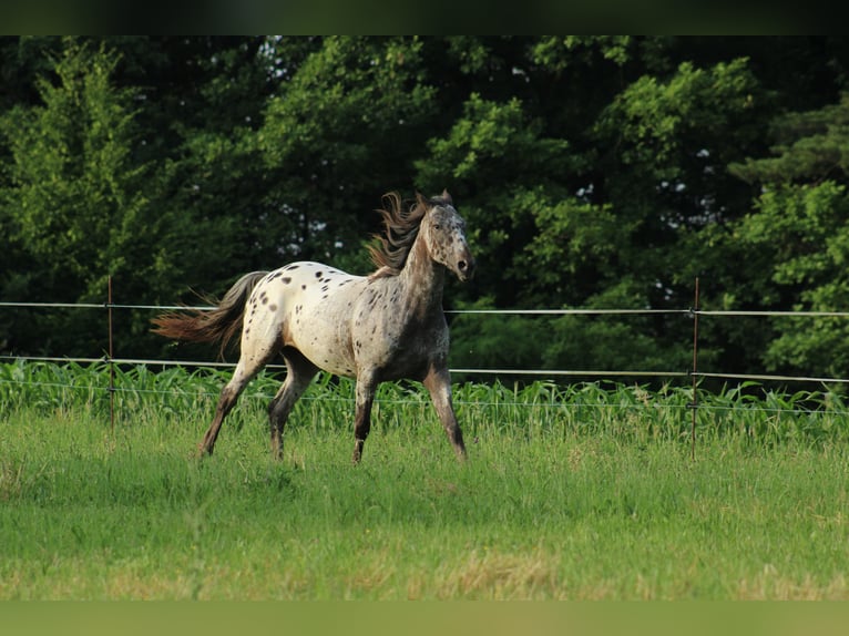 Appaloosa Mare  15,1 hh Bay-Dark in Globoko