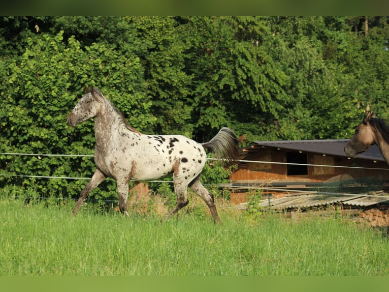 Appaloosa Mare  15,1 hh Bay-Dark in Globoko