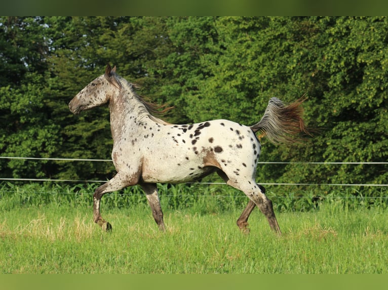 Appaloosa Mare  15,1 hh Bay-Dark in Globoko