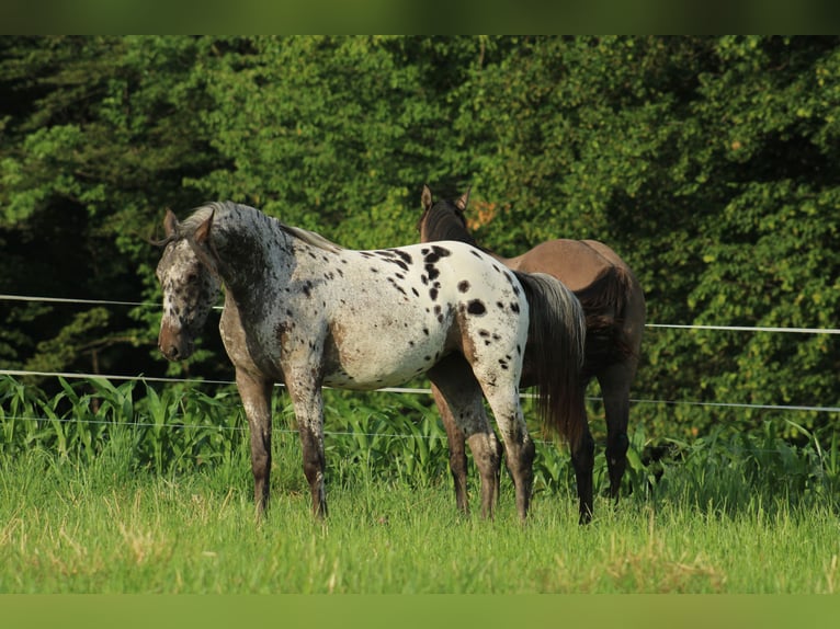 Appaloosa Mare  15,1 hh Bay-Dark in Globoko