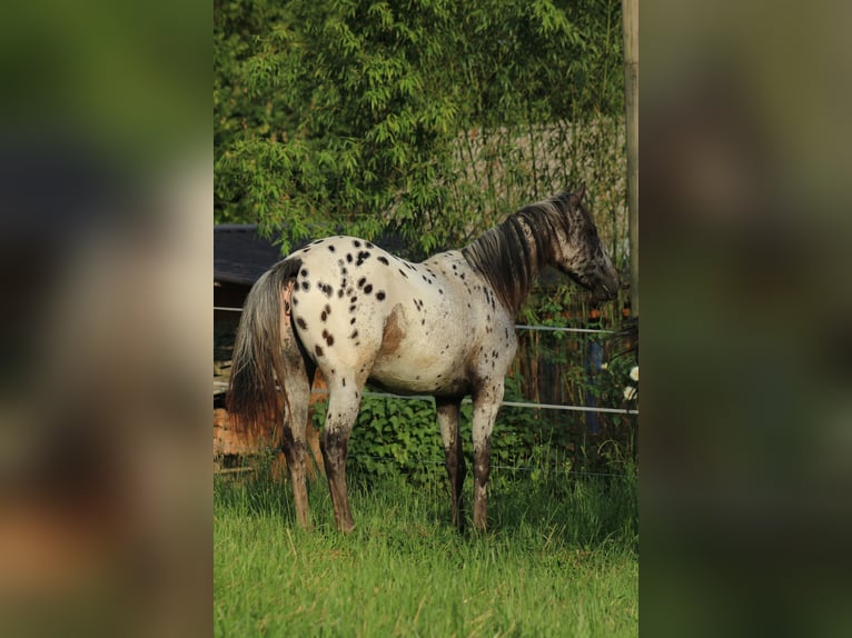 Appaloosa Mare  15,1 hh Bay-Dark in Globoko