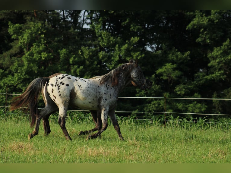 Appaloosa Mare  15,1 hh Bay-Dark in Globoko