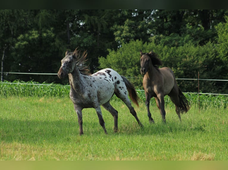 Appaloosa Mare  15,1 hh Bay-Dark in Globoko